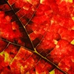 autumn leaf stockxchnge