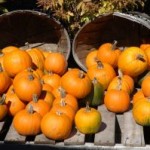 pumpkins