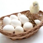 all your eggs in one basket