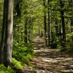 path less traveled