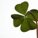 four leaf clover