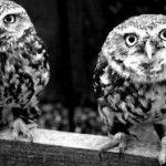 Twin Owls