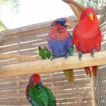 Exotic Birds