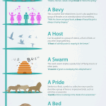 Collective Nouns Infographic