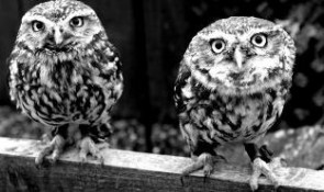 Twin Owls